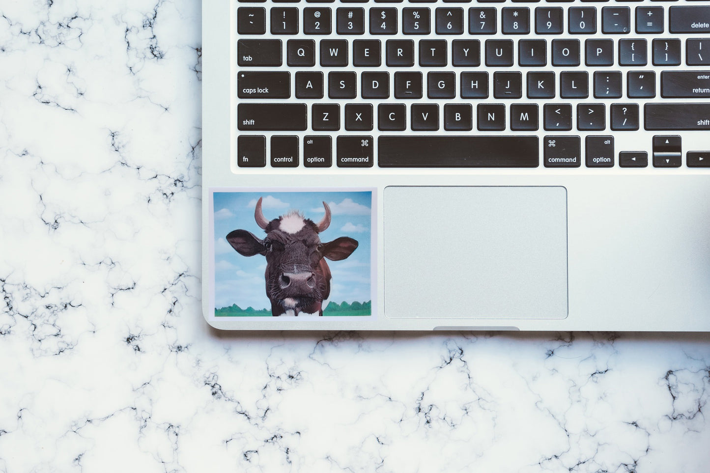 Cow Waterproof Sticker