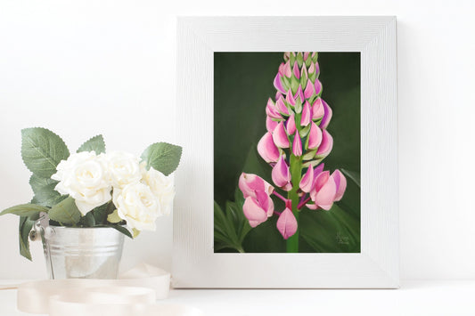 Lupine Artist Print