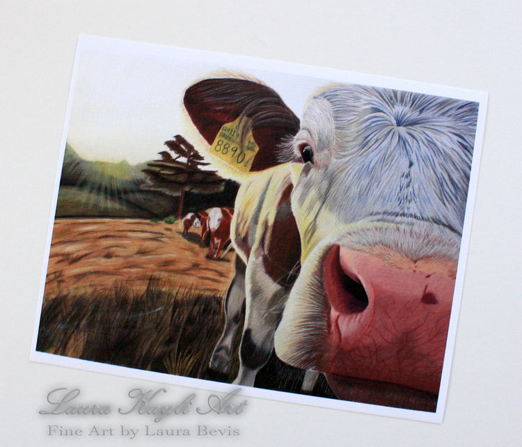 Cow Collection