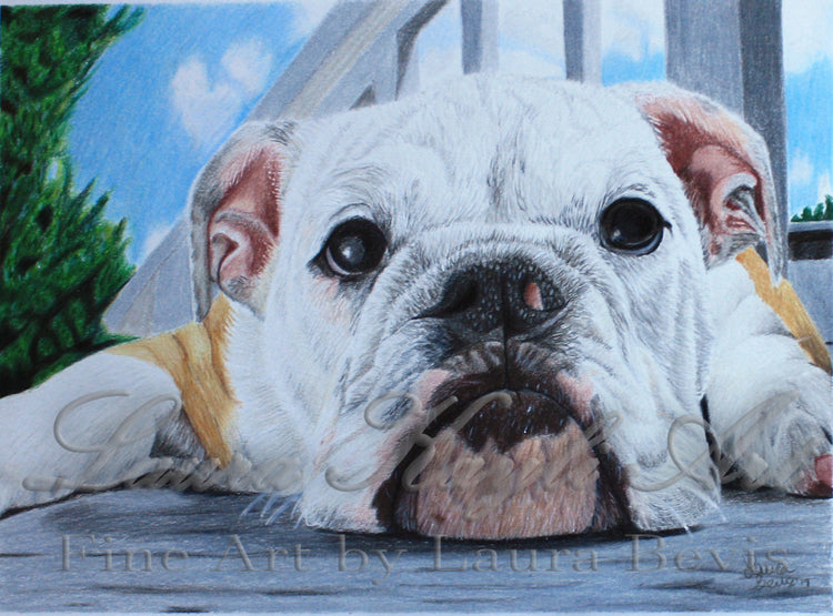 Drawing of a white bulldog puppy resting its chin on a porch