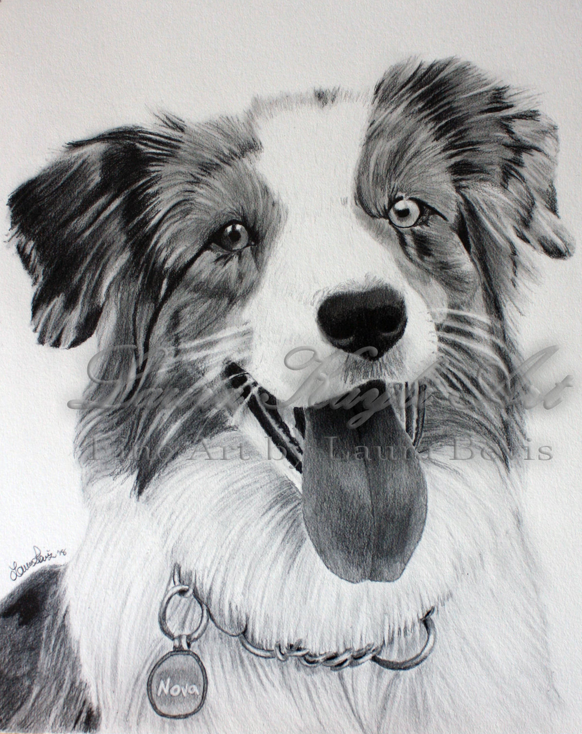 Graphite portrait of Nova, a smiling Australian Shepherd wearing a collar and name tag