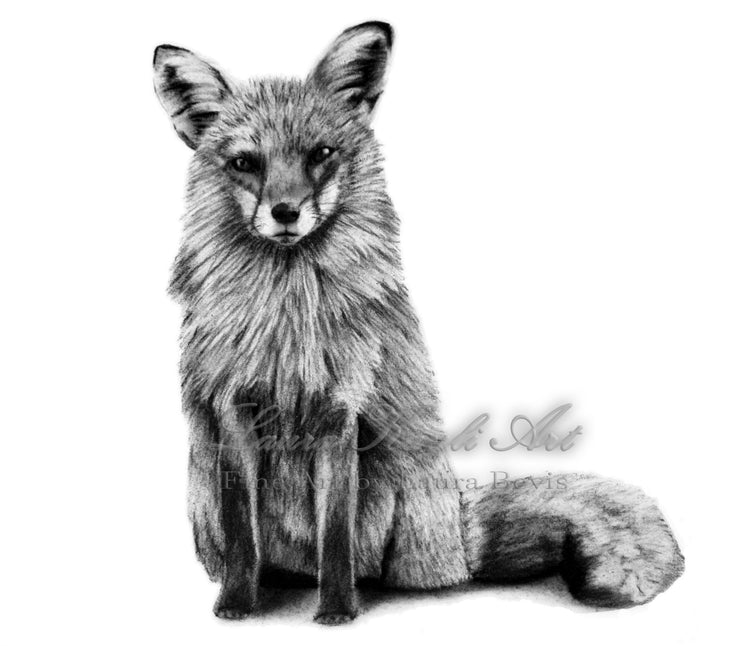 Black and white graphite drawing of a fox sitting with its tail curled beside it