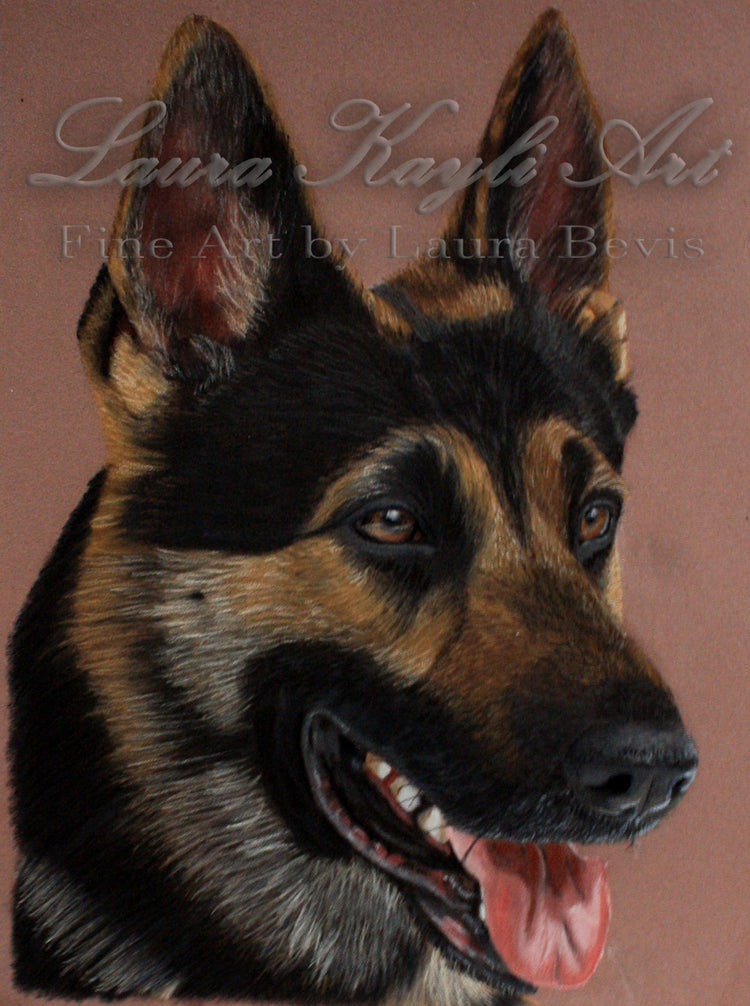 Portrait of Ovie, a black and tan German Shepherd, on dusty rose paper