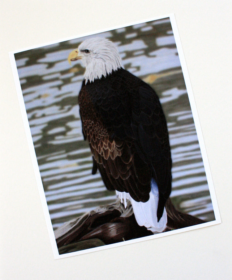American Bald Eagle Artist Print